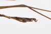 CollectionObject 1559867; 323192c9-1ac1-4610-96c0-b6da2e49e699: copyright ZMHB, Berlin. male: end of abdomen, lateral view (holotype). (CollectionObject).