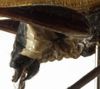 CollectionObject 1529771; a2292b67-204e-42db-8f84-f00bd5dfa41f: male cerci (holotype). (CollectionObject).