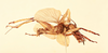 CollectionObject 1516680; 5599580a-f534-475d-a0ff-f3637e763809, NHMUK015982141: male, lateral view (Holotype). (CollectionObject).