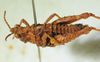 CollectionObject 1498694; d315aa8c-f889-46fa-b174-2a7894671064: female, lateral view. (CollectionObject).