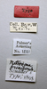 CollectionObject 1564378; c2aad372-89a4-4db6-b5fb-5563eea7324d: male, labels (paralectotype). (CollectionObject).