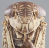 Head on Aligia jucunda (Uhler, 1877): Head. (Observation).