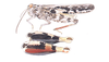 Xanthippus olancha (Caudell, 1921): habitus. (Otu).
