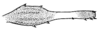 Cnemidophyllum (Peucestoides) stridulans (Hebard, 1927): Pl. XIX, Fig. 7 (after type). male median tibia, lateral view (showing expansion and coloration). (Otu).