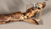 CollectionObject 1557423; a67660e4-0f78-4b4e-af9a-2536327852b6: copyright OUMNH. female: end of abdomen, lateral view (syntype). (CollectionObject).