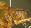 CollectionObject 1476144; 7f1c841b-e43b-4a4a-8528-5065deb643d9: male head and pronotum, lateral view (holotype). (CollectionObject).