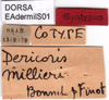 CollectionObject 1537529; 96dde1f5-34d5-4dd6-8194-83642dce2d90: labels (syntype). (CollectionObject).