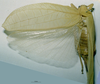 CollectionObject 1503481; MBBJ 3225979, 2eabc654-ad36-4ad4-b4b5-ee181619bafb: female, dorsal view. (CollectionObject).