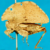 CollectionObject 1500871; 11def069-6669-4611-8caa-98a04d7053e0, MfN 6561: female, lateral view (holotype). (CollectionObject).