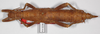 Theramenes exiguus Hennemann & Conle, 2003: copyright F. Hennemann. female, dorsal view (paratype). (Otu).
