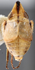 Habitus, dorsal view on Chlidochrus ventricosus Emeljanov, 1962: female. (Observation).