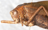 CollectionObject 1532182; NMW 11238, 1b7889fd-9eb3-47ef-b777-01ca479d409e: male, head and pronotum, latero-frontal view (holotype). (CollectionObject).