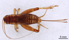 CollectionObject 1964889; 7f1a8e84-b6ba-42b1-84fd-99f2f7c2ec10: Female, dorsal view (paratype). (CollectionObject).