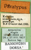 CollectionObject 1500236; a77f3416-5675-411b-b6b7-3464d06d4b8d: labels (paratype). (CollectionObject).