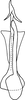 Aedeagus, ventral view on Anufrievia plana Yang & Zhang, 2018: Aedeagus, ventral view. (Observation).