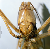 CollectionObject 1505637; 9a9510dd-0900-4038-adf1-8f7aabae09fe: female frons (holotype). (CollectionObject).