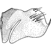 Pygofer, lateral view on Colladonus balius Hamilton, 1987: Pygofer, lateral view. (Observation).