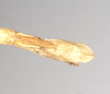 CollectionObject 1557469; NHMUK(SF IMPORT DUPLICATE) 844511, 44ef6d1e-27af-4490-bf98-e8d7ad2f9ad5: copyright Natural History Museum, London. female of synonym Bostra lobata: end of abdomen, ventral view (holotype). (CollectionObject).