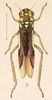 Habitus, dorsal view on Dilobopterus chiriquensis (Fowler, 1899): (Observation).