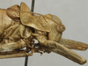 CollectionObject 1535225; 7c385764-8742-4437-aa9a-9a6da9497693: male pronotum, lateral view (syntype). (CollectionObject).