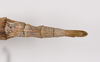 CollectionObject 1556991; c99f642c-06e2-4d37-a7d6-2016fad93fc7: copyright ZMB, Berlin. female: end of abdomen, dorsal view of Acanthoderus cornutus (syntype). (CollectionObject).;CollectionObject 1556992; 4054a909-f579-40f6-9dcc-72cb0887fbc8: copyright ZMB, Berlin. female: end of abdomen, dorsal view of Acanthoderus cornutus (syntype). (CollectionObject).