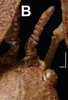 CollectionObject 1584517; CAS(SF IMPORT DUPLICATE) CASTYPE #19438, 166d15c9-ae1f-4071-97ec-8d0cbcb8ee80: copyright CAS, San Francisco. female: head dorsal view (holotype). (CollectionObject).