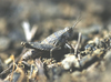 Arminda lancerottensis Holzapfel, 1972: individual from Lanzarote. (Otu).