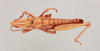CollectionObject 1518691; 91b675c2-df28-4494-8178-6222a414d612, NHMUK015982312: Hemicharilaus monomorphus (Holotype). (CollectionObject).
