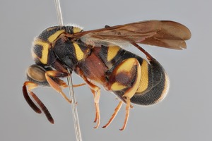 Image for Leucospis spp.