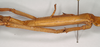 CollectionObject 1561152; NHMUK(SF IMPORT DUPLICATE) 845016, 7716f7f0-1238-415d-af8e-18140b060071: copyright Natural History Museum, London. female: mid leg spines (holotype). (CollectionObject).