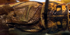 Poecilogramma annulifemur Karsch, 1887: male, pronotum and stridulatory area (Tanzania, S Ufipa). (Otu).