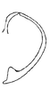 Aedeagus, lateral view on Carapona estabana (DeLong & Freytag, 1975): Male: aedeagus, lateral view. (Observation).