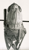CollectionObject 1526367; efa3261a-67f6-41fe-940f-c7c507473351: female, frontal view. (CollectionObject).