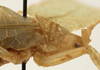 CollectionObject 1534582; cf67fc29-629c-4815-b00d-fd913f1e58bb: male pronotum, lateral view (holotype). (CollectionObject).