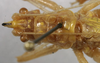 CollectionObject 1533098; 5af860b7-a751-4b62-9012-e584124bd276: male head and pronotum dorsal view (holotype). (CollectionObject).