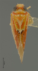 Habitus, dorsal view on Chinaia bella Bruner & Metcalf, 1934: Male holotype [NCSU]: habitus, dorsal view. (Observation).