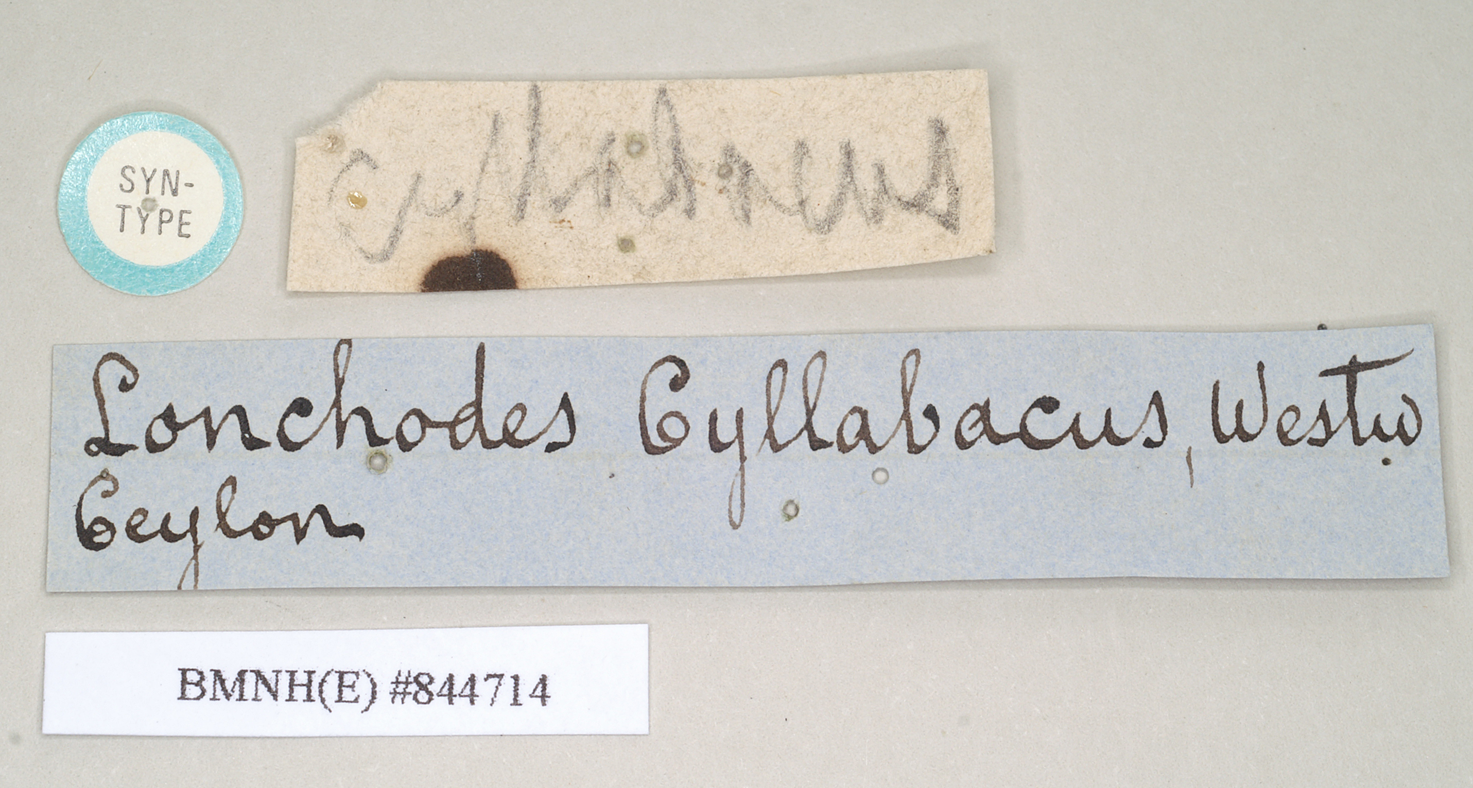 copyright Natural History Museum, London. female, data labels (syntype). Depicts CollectionObject 1561332; NHMUK(SF IMPORT DUPLICATE) 844713-844715, 7a4c8842-d831-4e7f-b33f-6940b9e3ba0c, a CollectionObject.