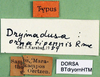 CollectionObject 1500545; 6389b533-5e55-4b41-aa08-9268f67ea488: labels (holotype). (CollectionObject).