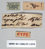 CollectionObject 1540683; 52d43f52-a0dd-4160-b3f3-234a35fd78ba: female, labels (syntype of Petasia cruentata). (CollectionObject).