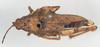 CollectionObject 1540648; 4d6fb0ce-e8a2-41ee-9d13-a6bde612dc4f: female, dorsal view (holotype of Ommexecha liaspis). (CollectionObject).