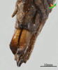 CollectionObject 2243703; Unioeste Cascavel K-0782, a737c70c-82e1-49f2-9bf5-c7731360d5c6: Terminalia, dorsal view. (CollectionObject).