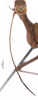 CollectionObject 1581835; a2fe7e40-ef08-444d-b5c8-a1ba7907a41b: male, antenna (holotype). (CollectionObject).