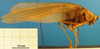 CollectionObject 1501746; 325f1b2c-fbe3-45e2-852e-a95e1ec86c01: female, lateral view (syntype). (CollectionObject).