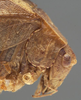 CollectionObject 1505917; 123a3d58-8bd5-4d38-974d-2cfe2de384de: female pronotum, lateral view (holotype). (CollectionObject).