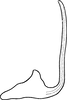 Aedeagus, lateral view on Arbelana ulmi (Anufriev, 1969): Aedeagus, lateral view. (Observation).