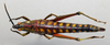 CollectionObject 1573369; b3a2109c-0598-4397-b06c-22b5efe5cd65: female, dorsal view (paratype). (CollectionObject).