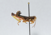 CollectionObject 2869237; c6c8bb56-0d00-4982-b194-f08f15f0202a, CNCI 1013677: Booneacris glacialis glacialis. (CollectionObject).