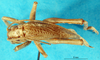 CollectionObject 1500195; ea1372b2-5074-404c-a4dd-e5b544f7a77c: male, dorsal view (syntype). (CollectionObject).
