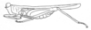 Probolotettix sundaicus Günther, 1939: Fig. 67. female, lateral view (pronotum length 12.3-14.6 mm). (Otu).