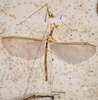 CollectionObject 1559978; a728708c-9729-44e3-b216-331e9fdd4d24: copyright MVMA, Melbourne. male of Platycrana annulipes (holotype). (CollectionObject).